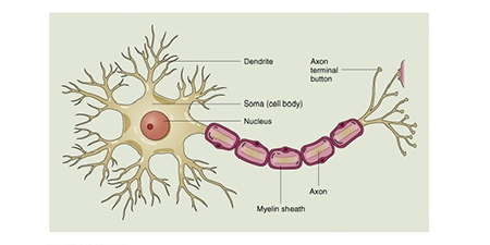sclerosi multipla primi sintomi
